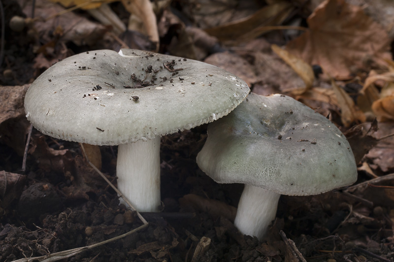 Russula anatina